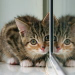 Kitten And Partial Reflection by Paul Reynolds