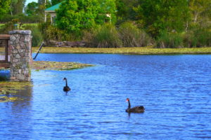 KKs @ Canavan Gracie Recreational Park, Bellvista | Caloundra West | Queensland | Australia