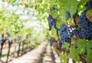 Grape vines harvest