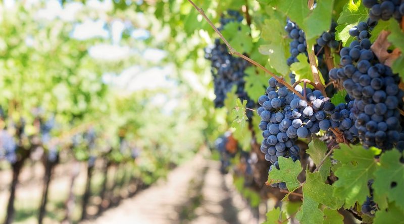 Grape vines harvest