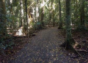 KKs @ Mary Cairncross Scenic Reserve | Maleny | Queensland | Australia